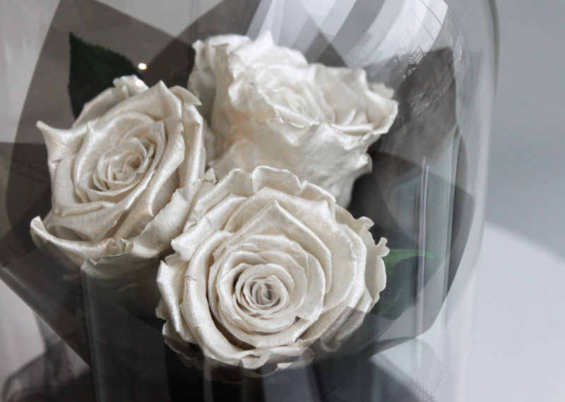 white rose gift