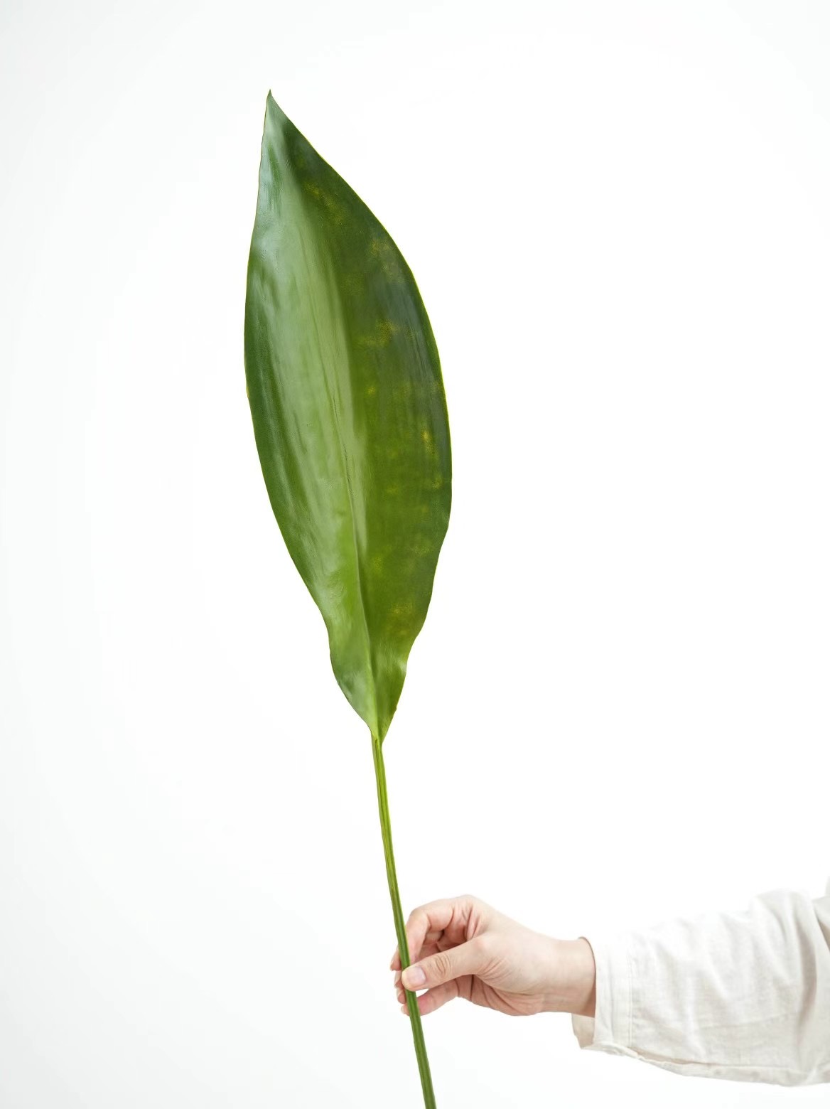 Orchid Leaf