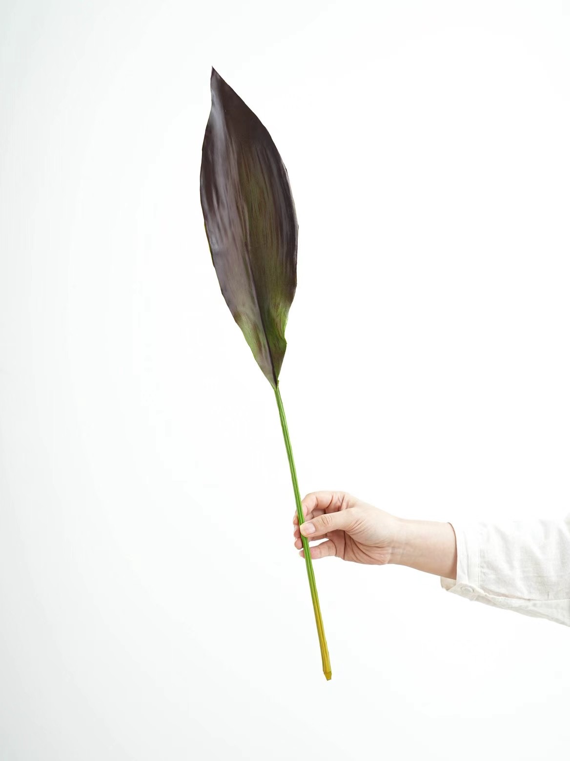 Orchid Leaf