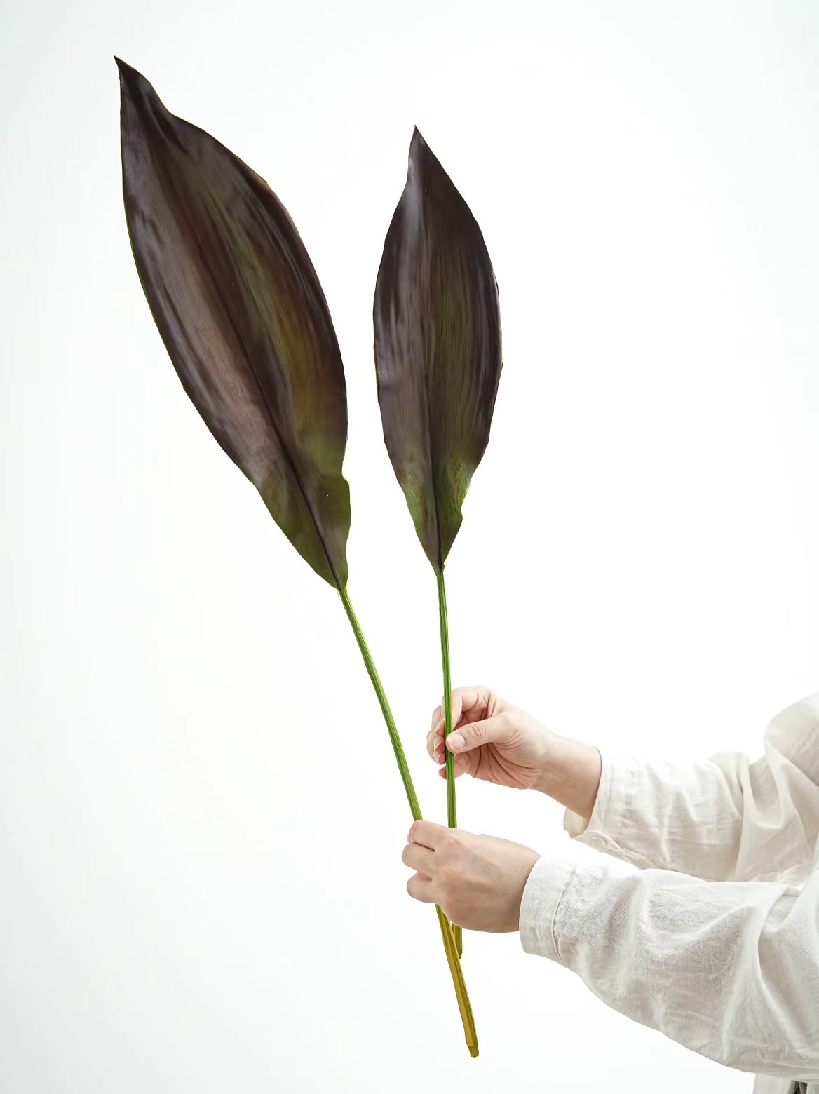 Orchid Leaf