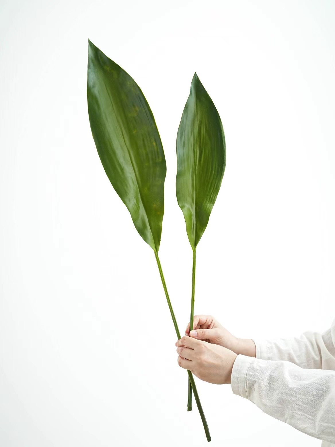 Orchid Leaf