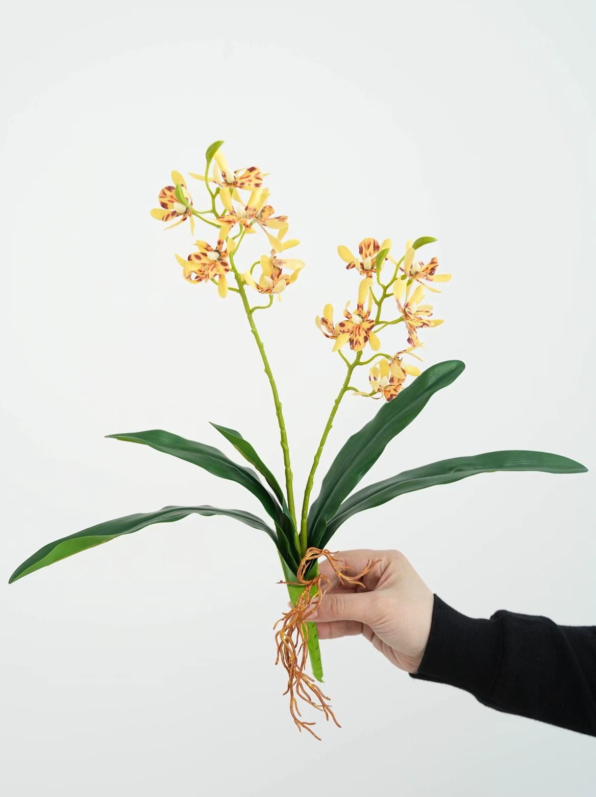 Mini orchid