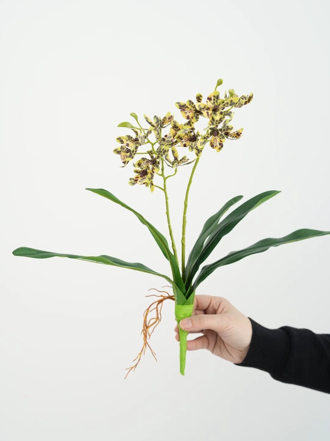 Mini orchid