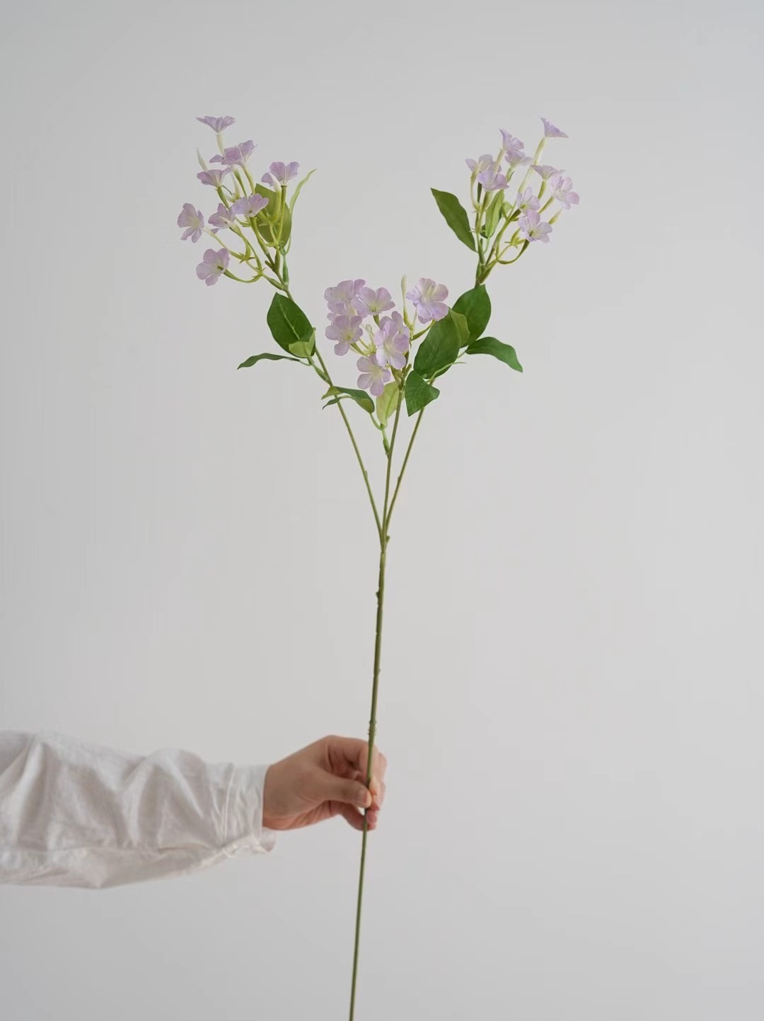 Cape Plumbago