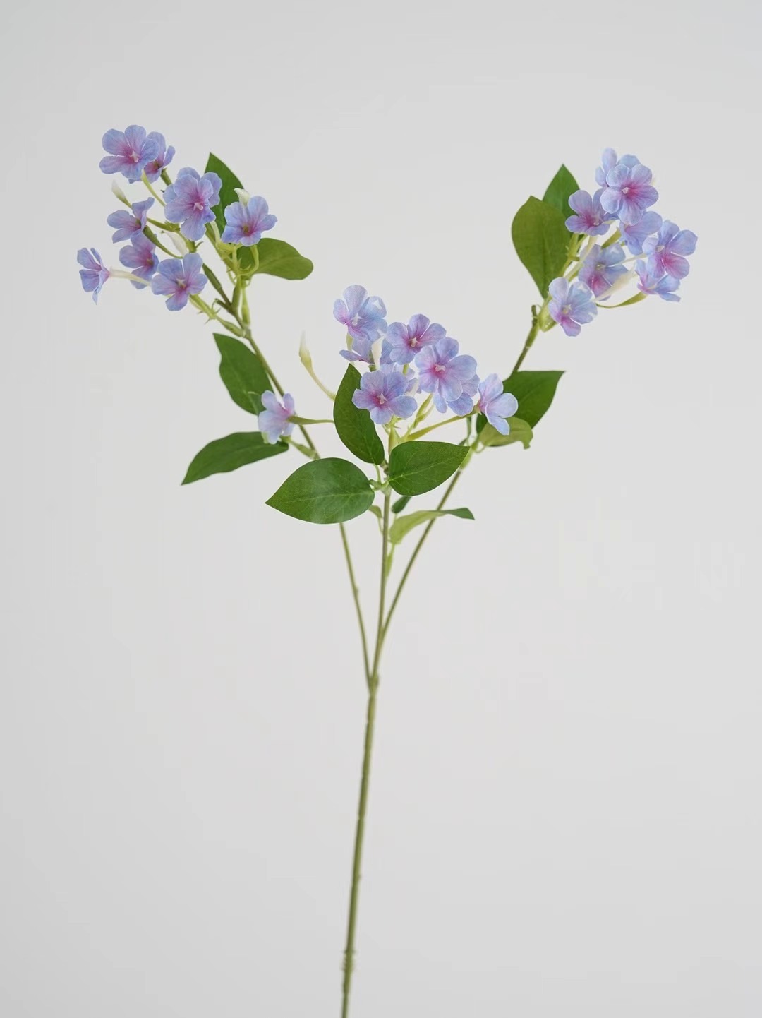 Cape Plumbago