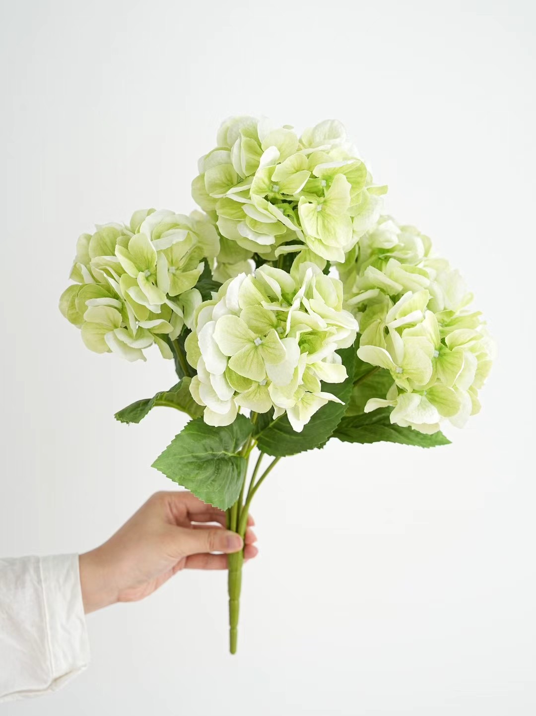 hydrangea bunch