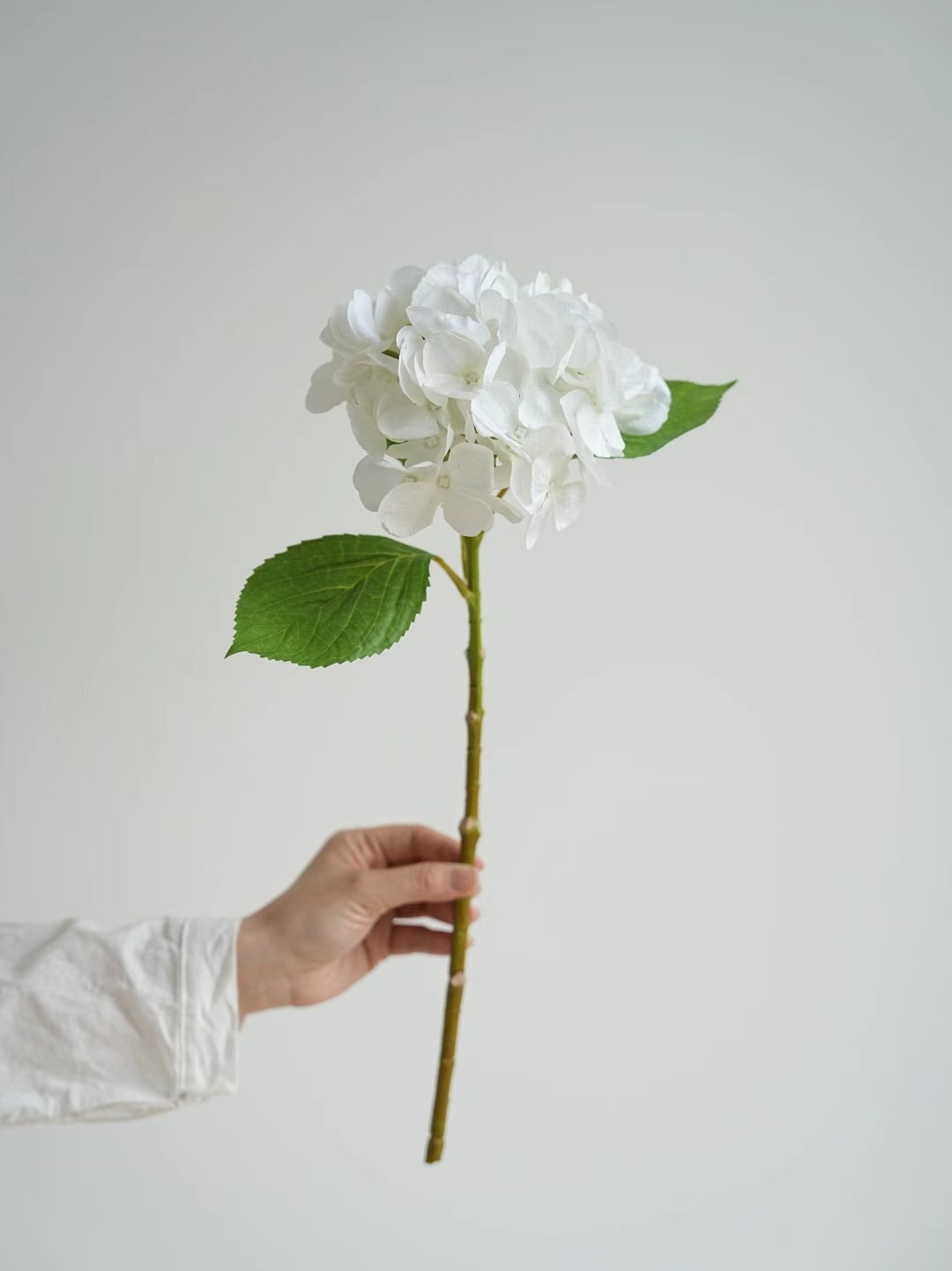 hydrangea stem