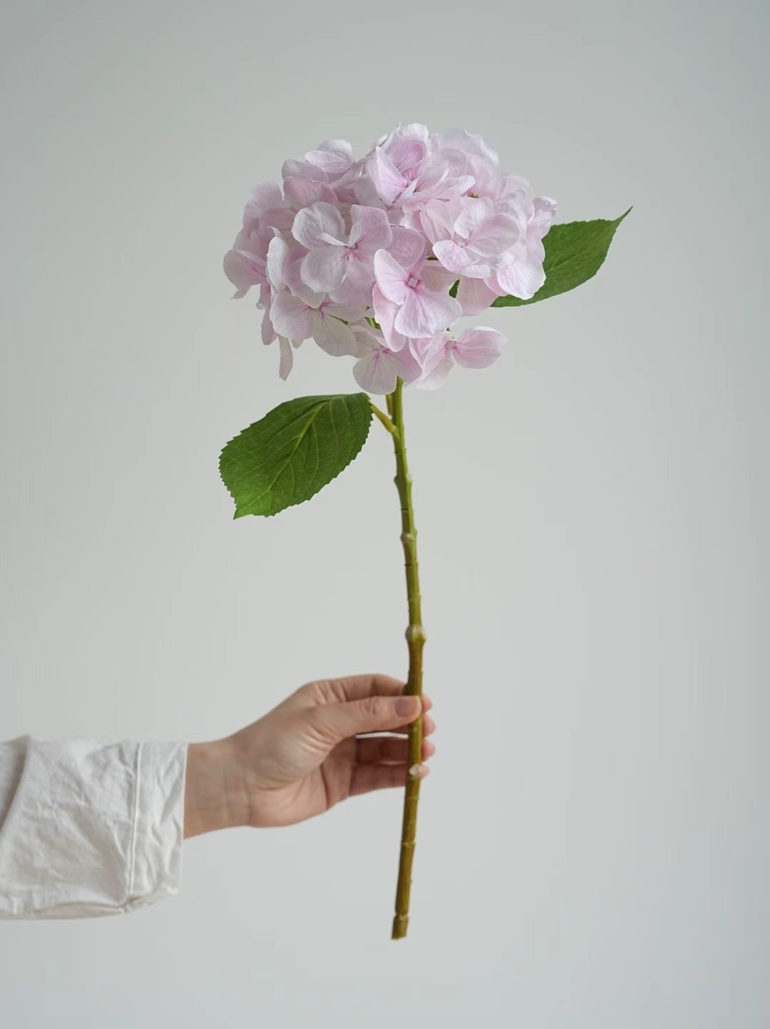 hydrangea stem