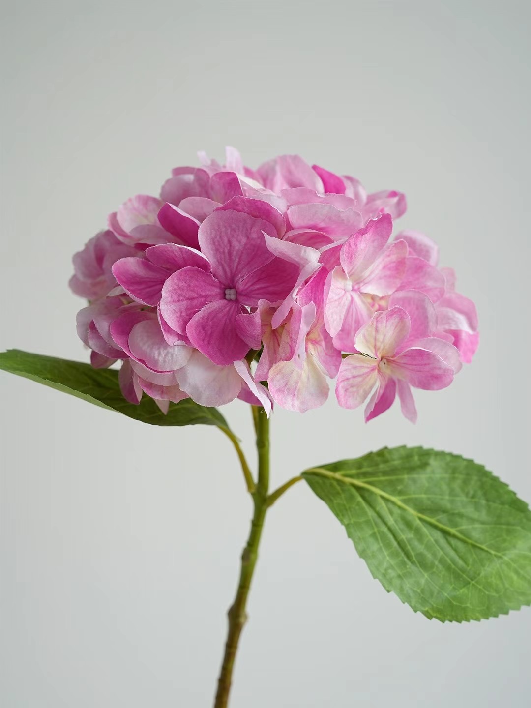 hydrangea stem