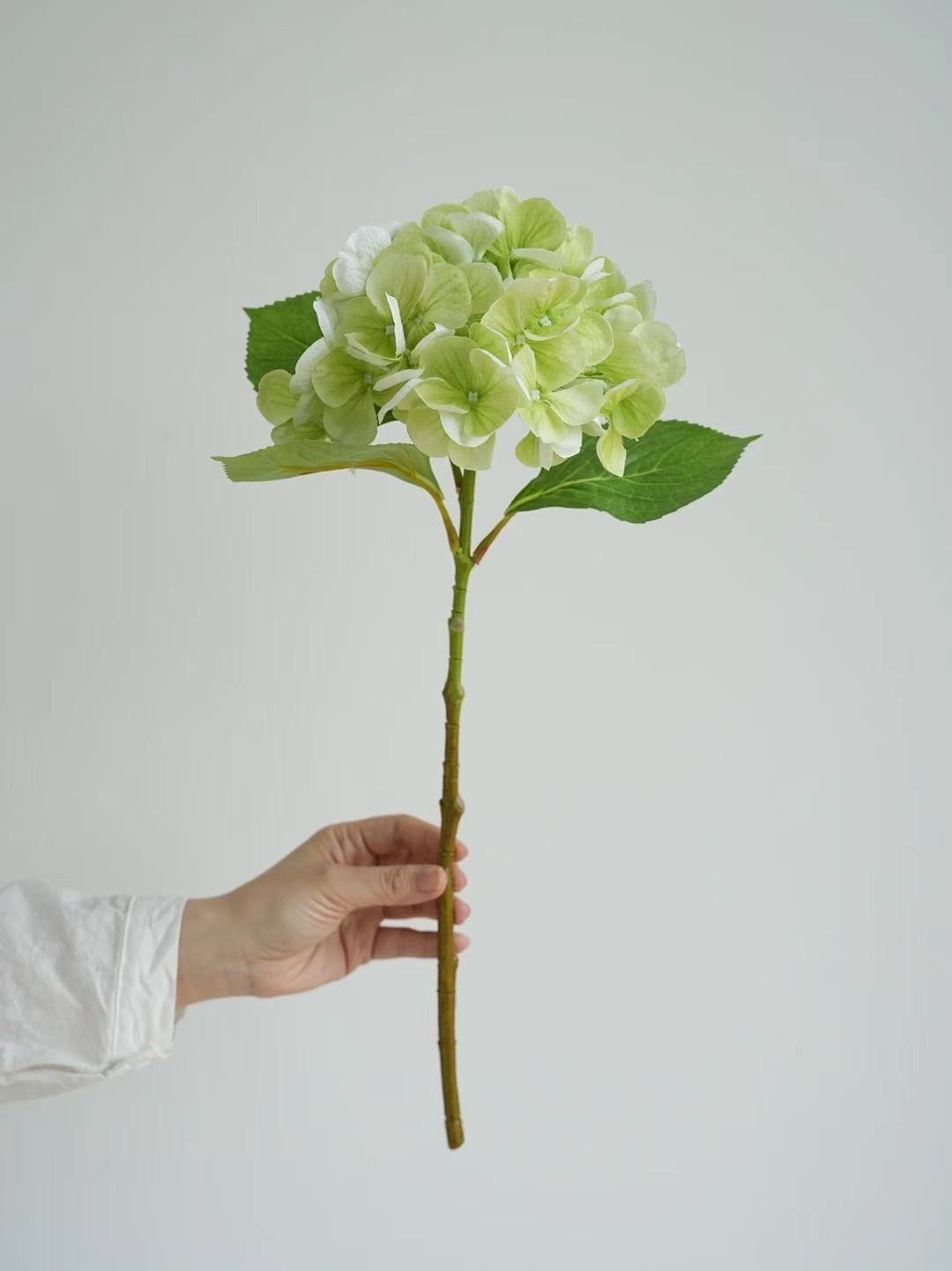 hydrangea stem