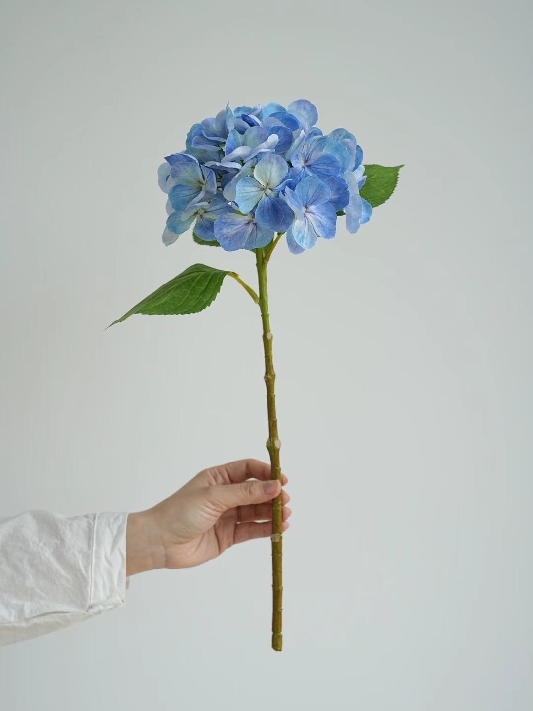 hydrangea stem