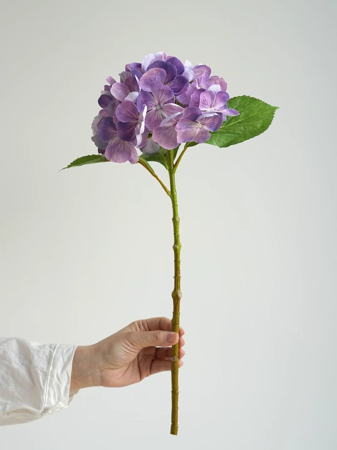 hydrangea stem