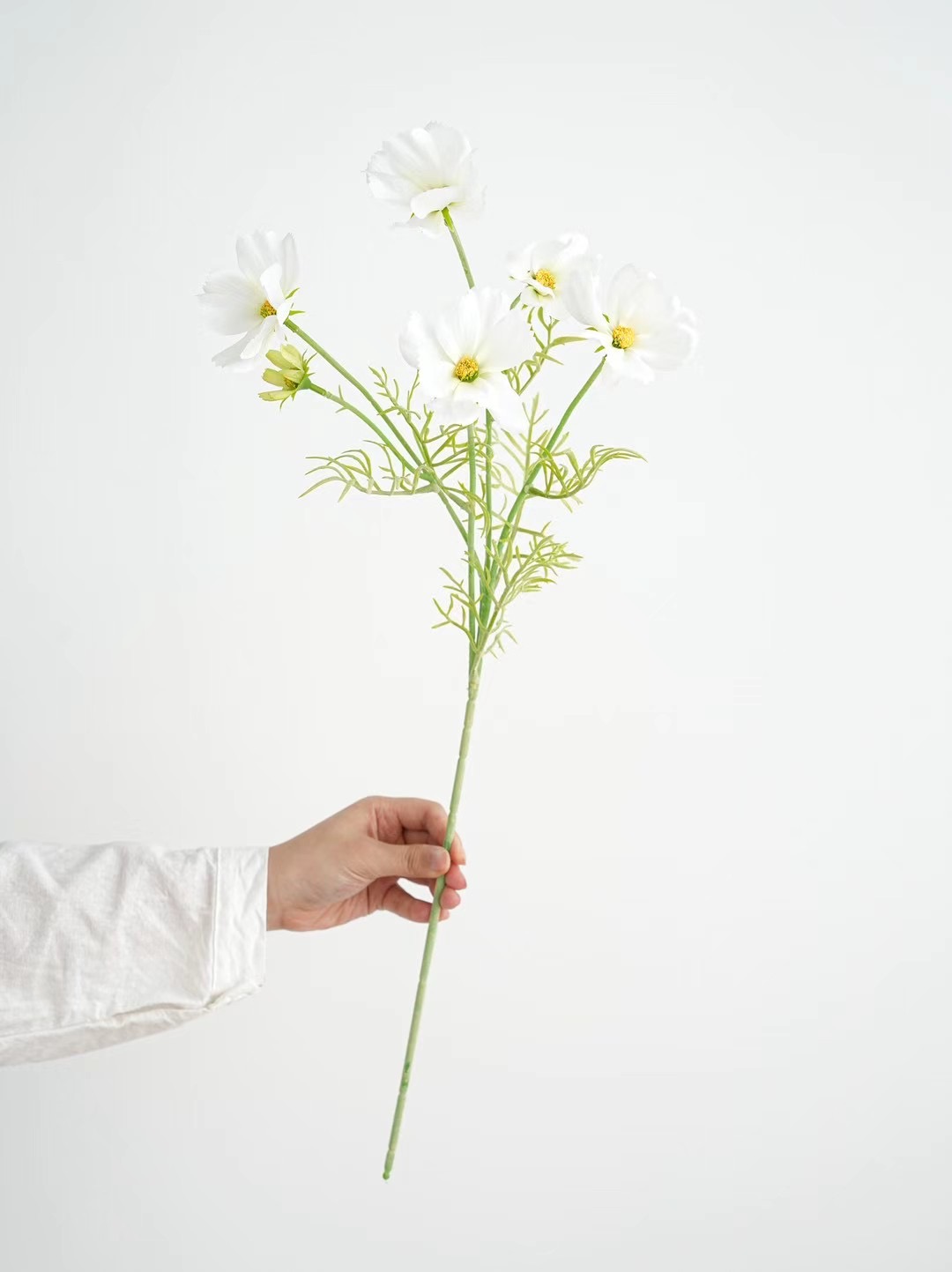 shrubby cinquefoil