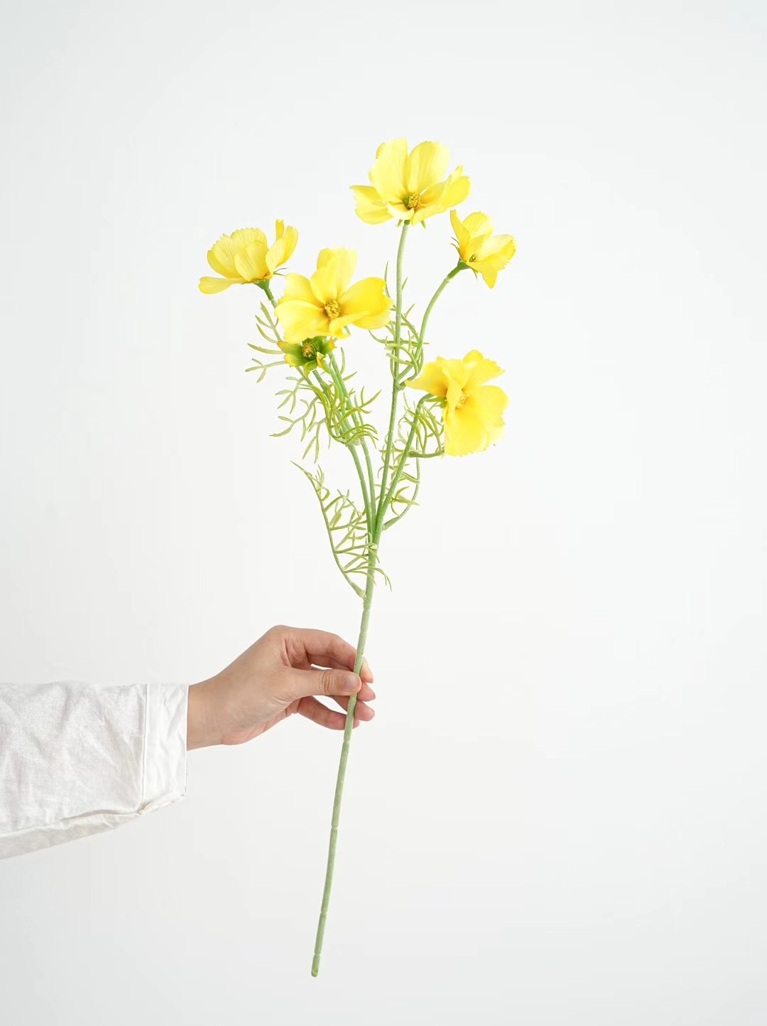 shrubby cinquefoil