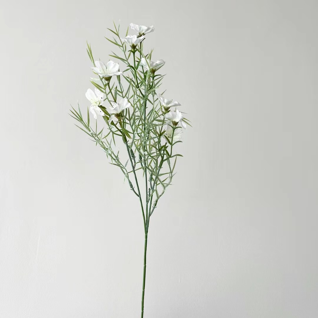 wild chrysanthemum