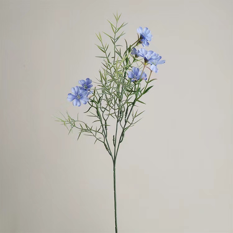 wild chrysanthemum