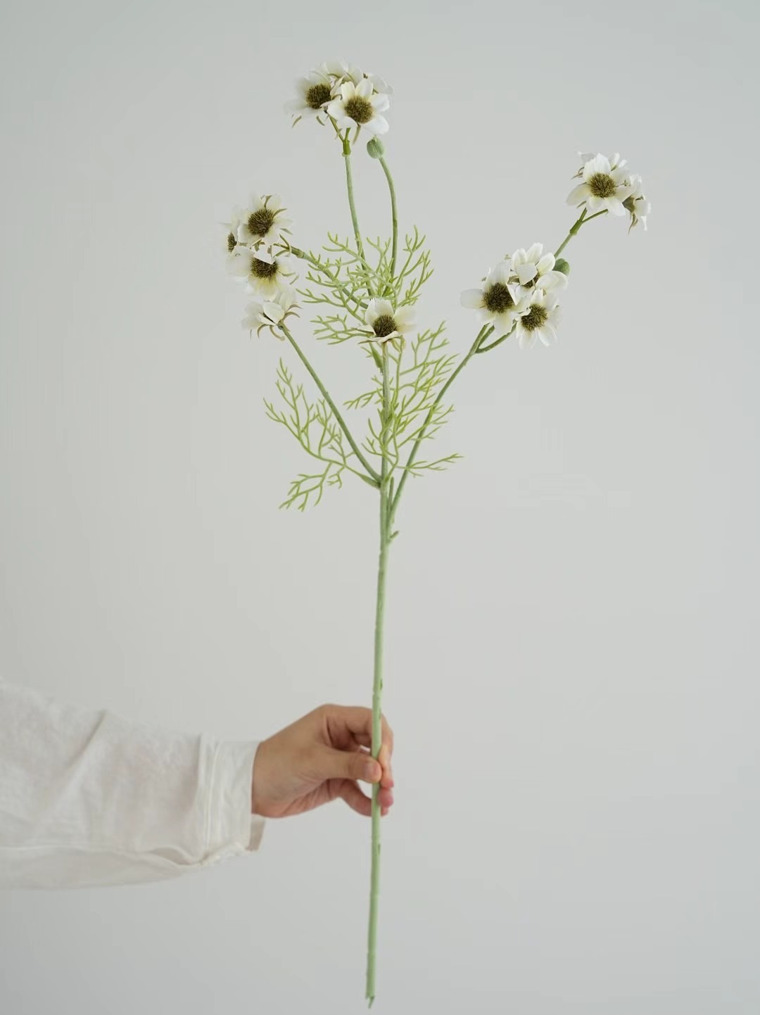 wild chrysanthemum