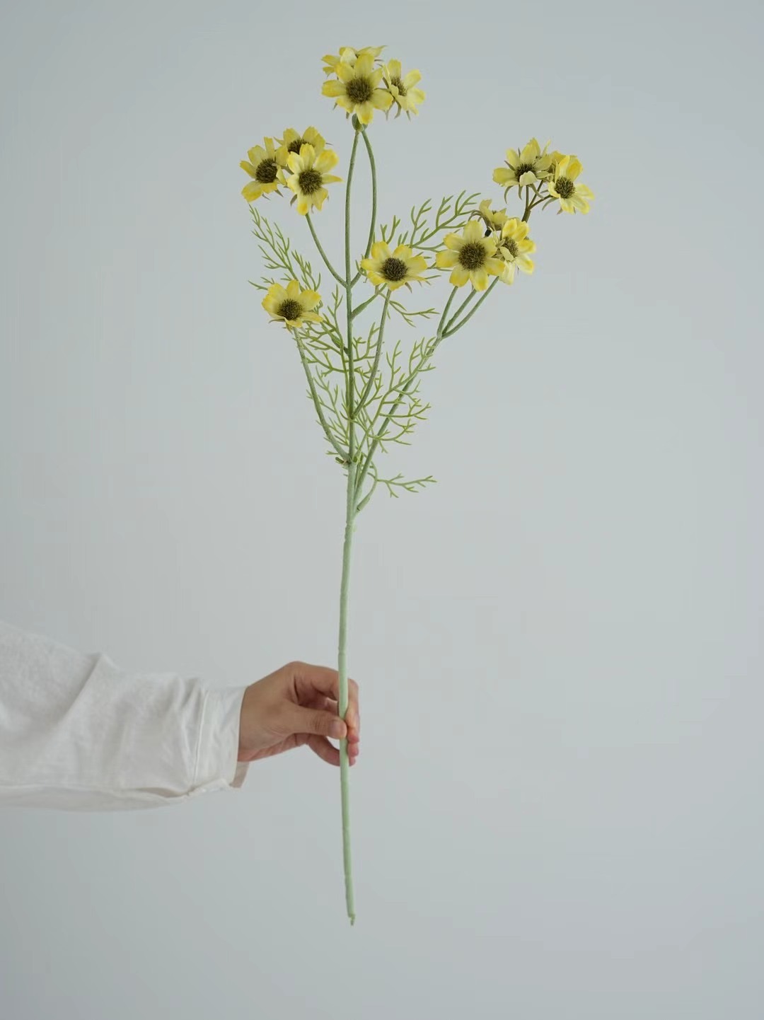 wild chrysanthemum
