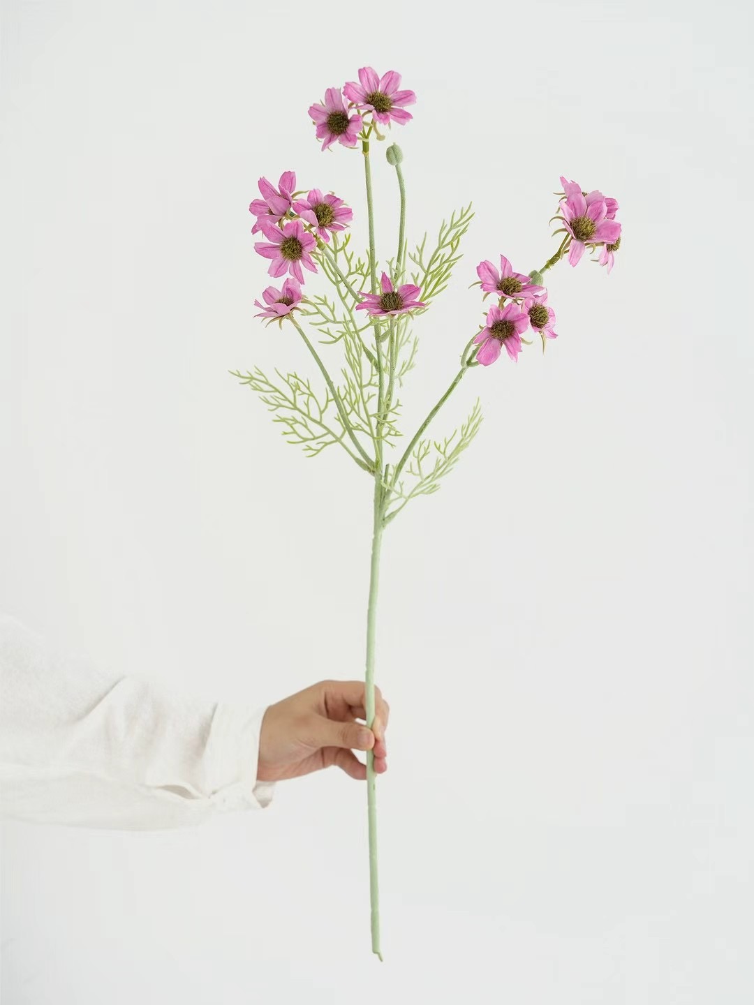wild chrysanthemum