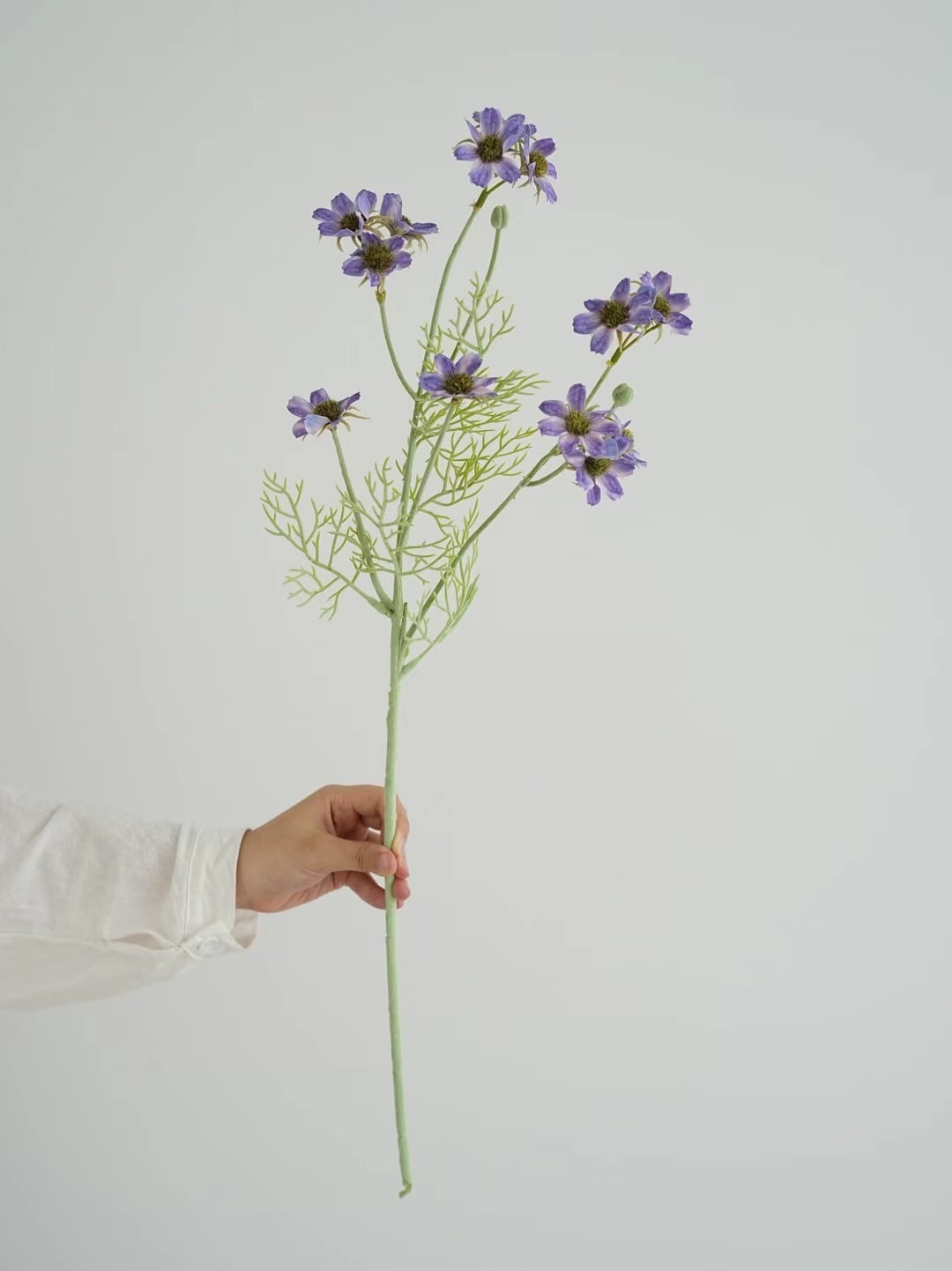 wild chrysanthemum