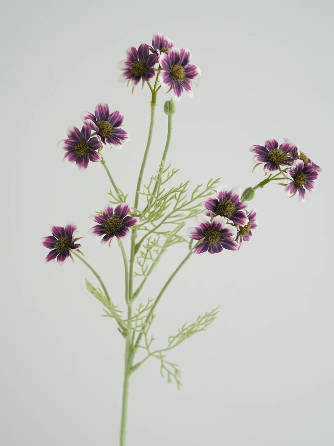 wild chrysanthemum