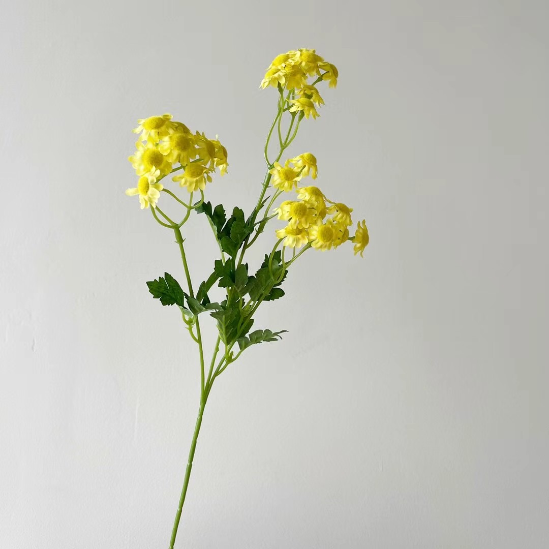 wild chrysanthemum