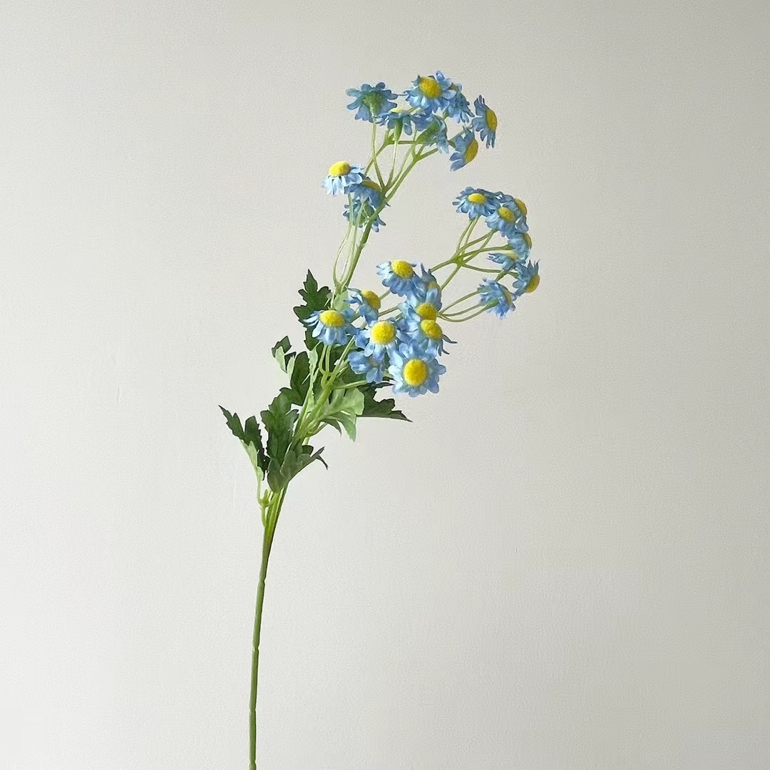 wild chrysanthemum