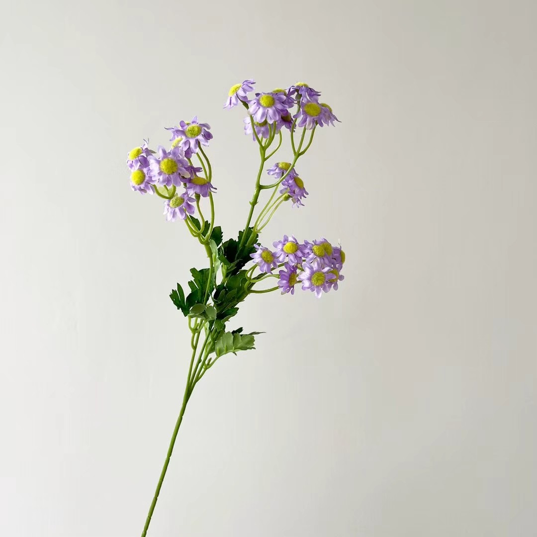 wild chrysanthemum