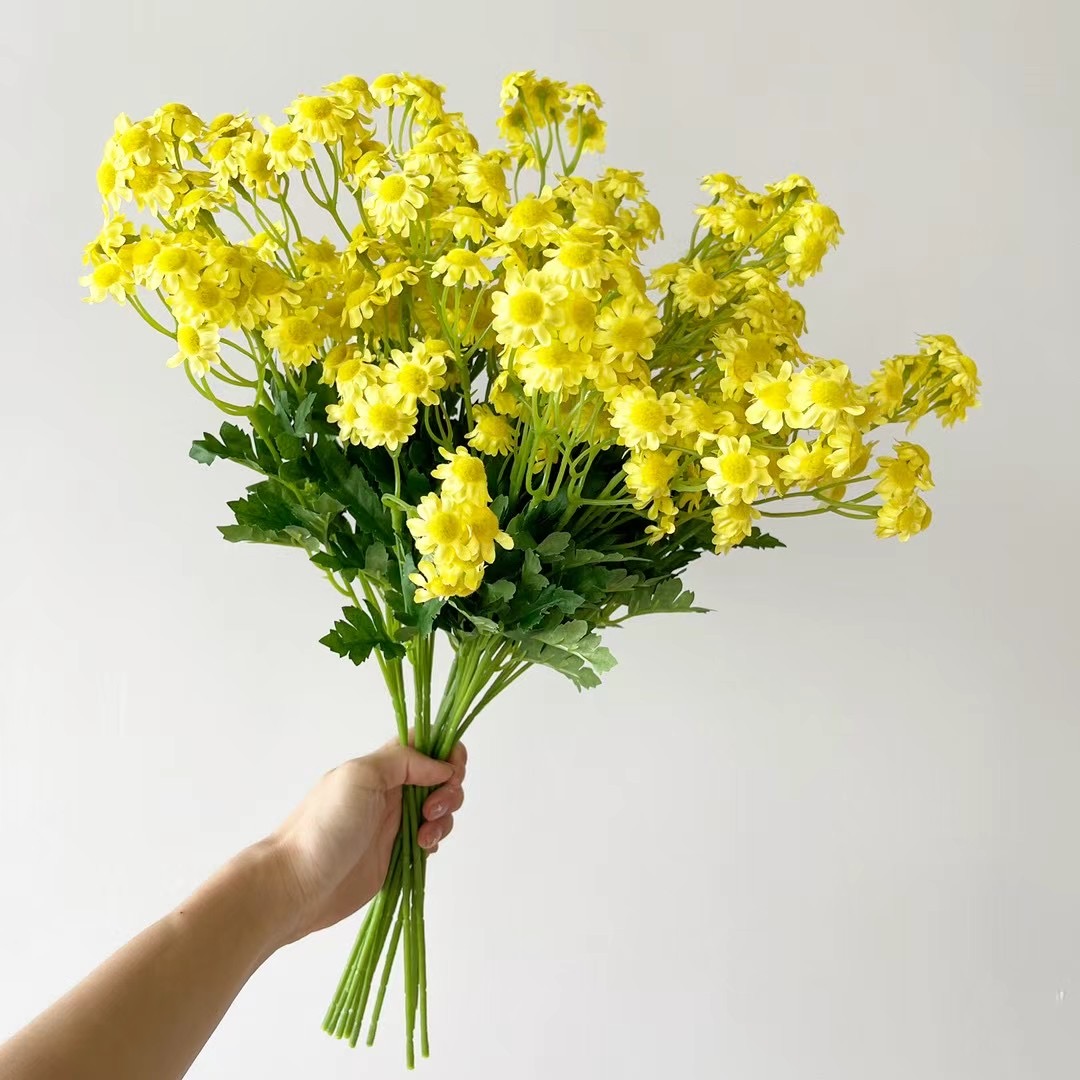 wild chrysanthemum