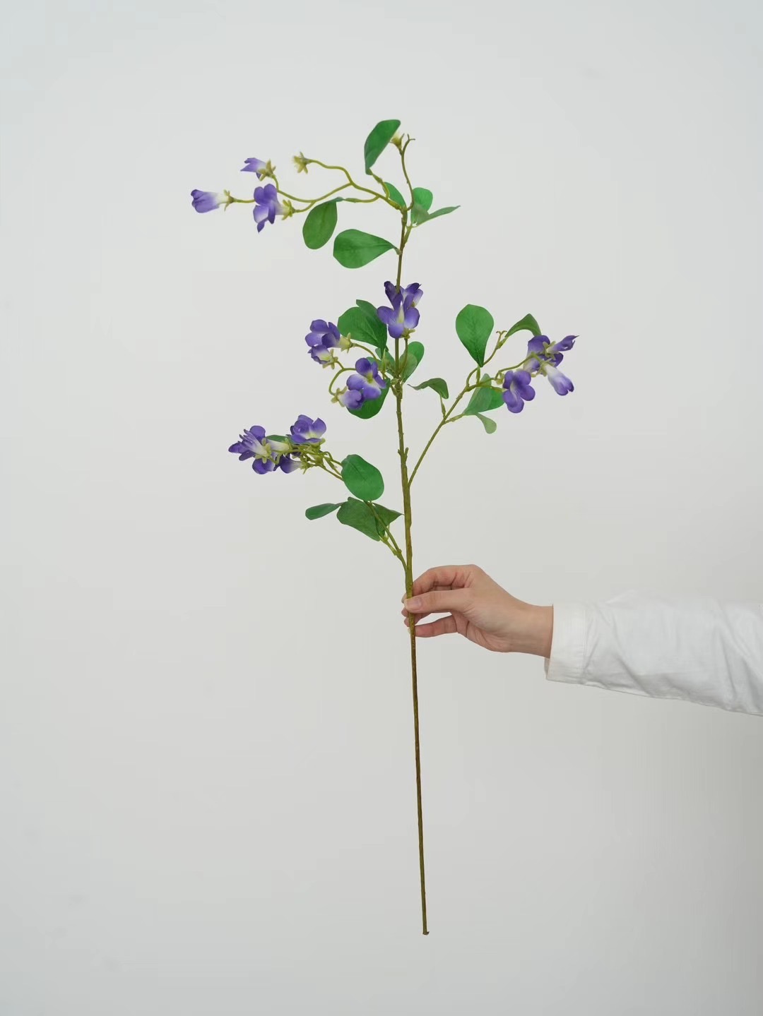 morning glory