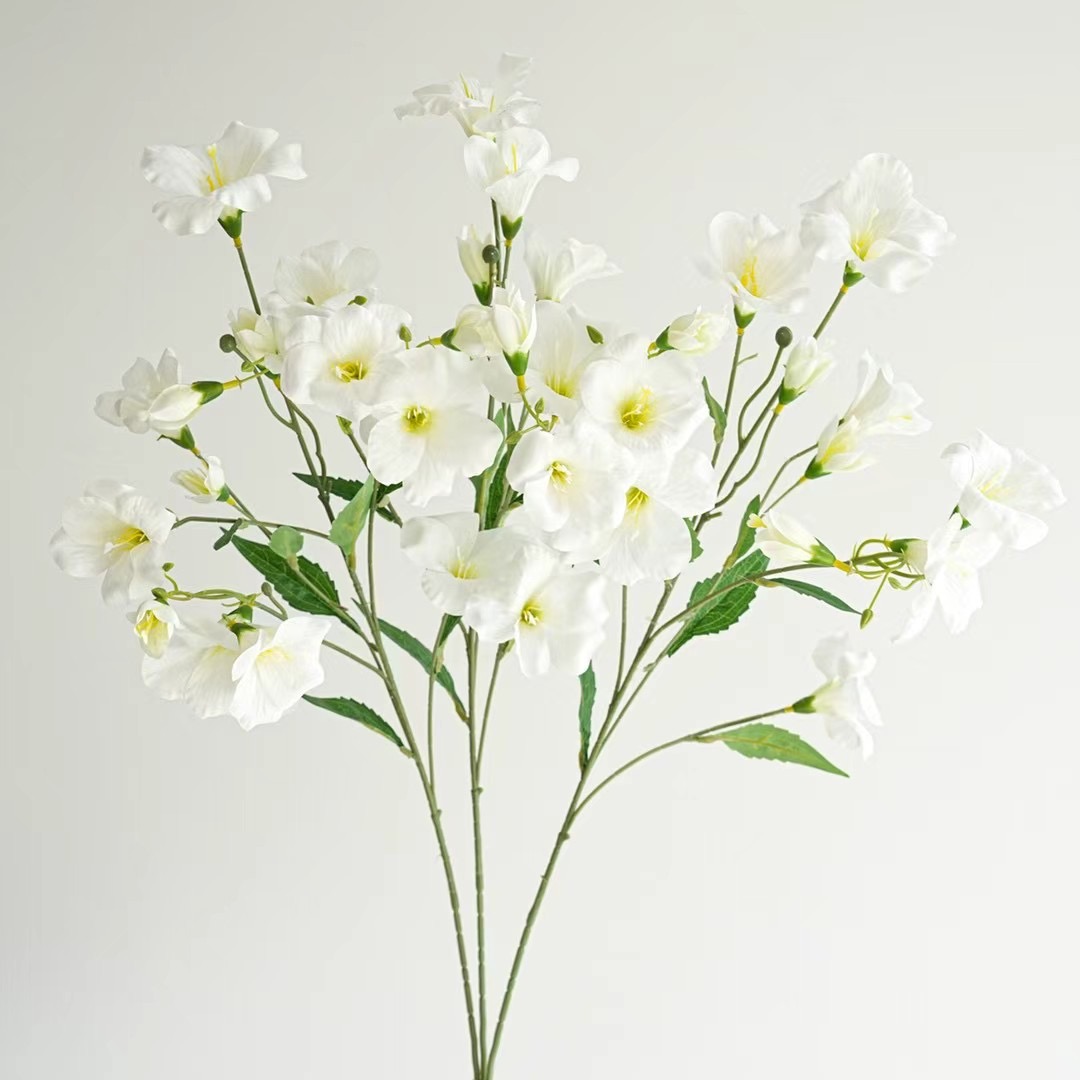 Vernicia fordii