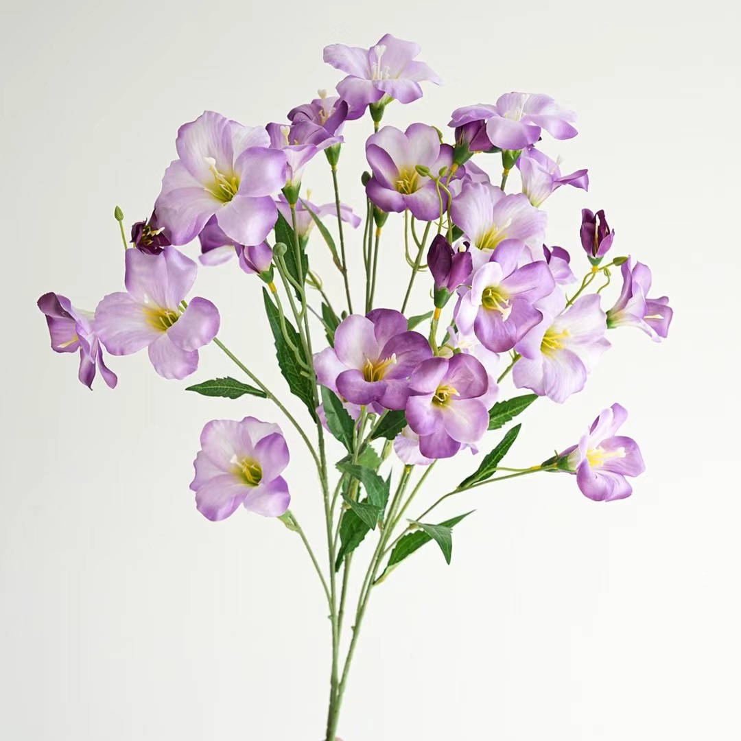 Vernicia fordii