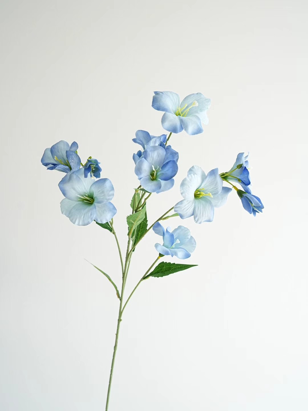 Vernicia fordii