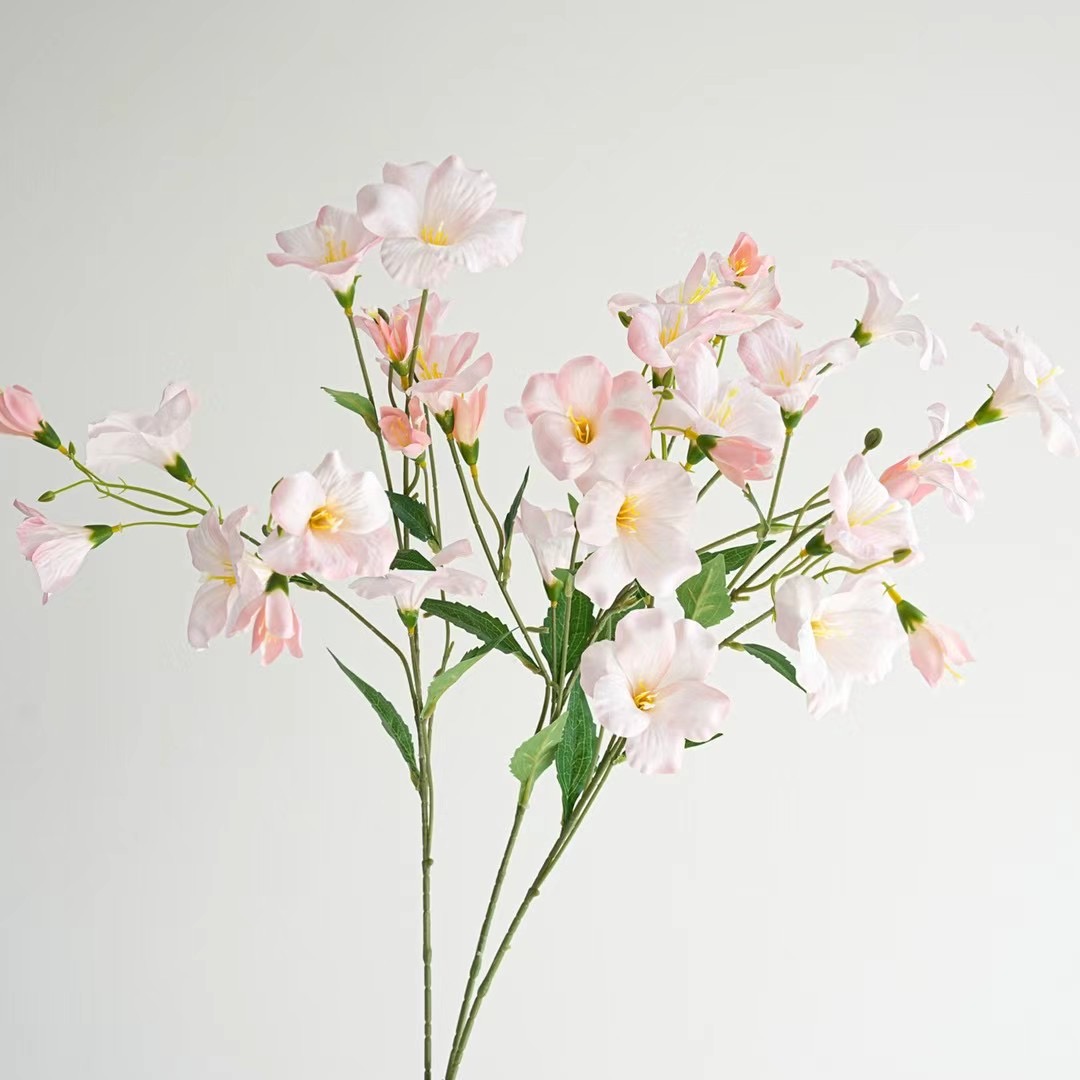 Vernicia fordii