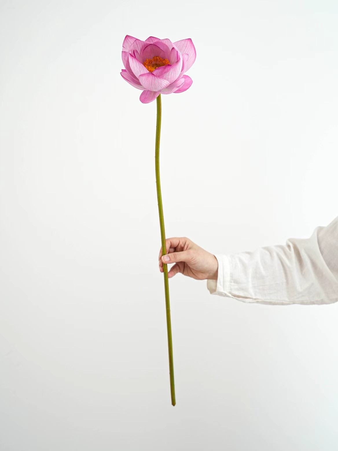 Lotus