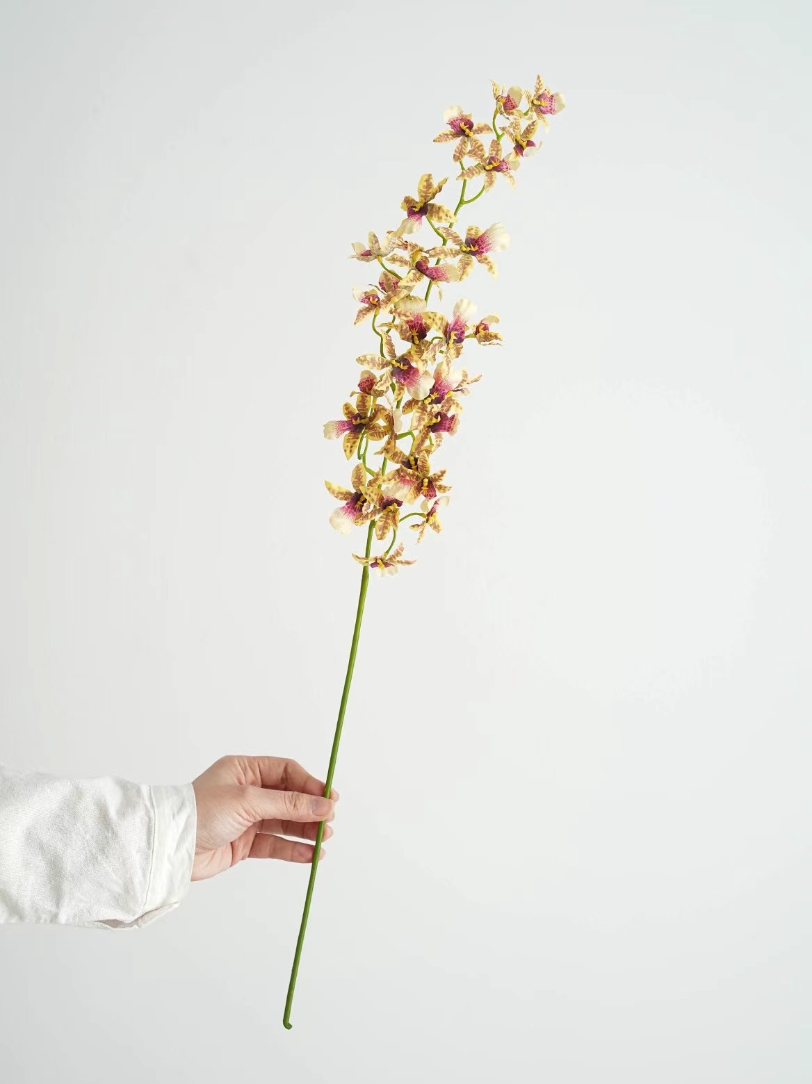 zygopetalum