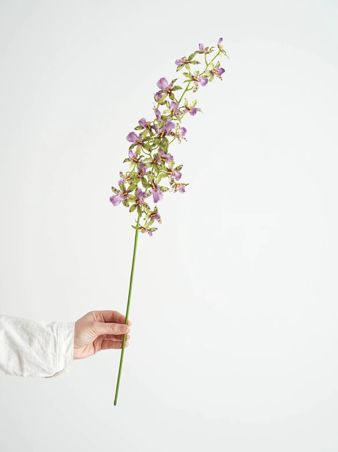 zygopetalum