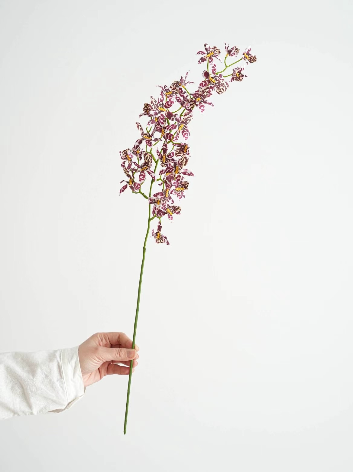 zygopetalum