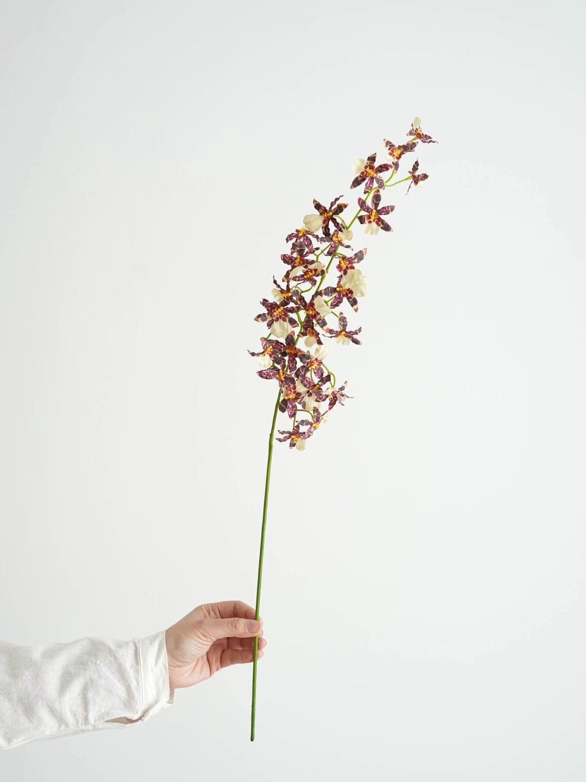 zygopetalum
