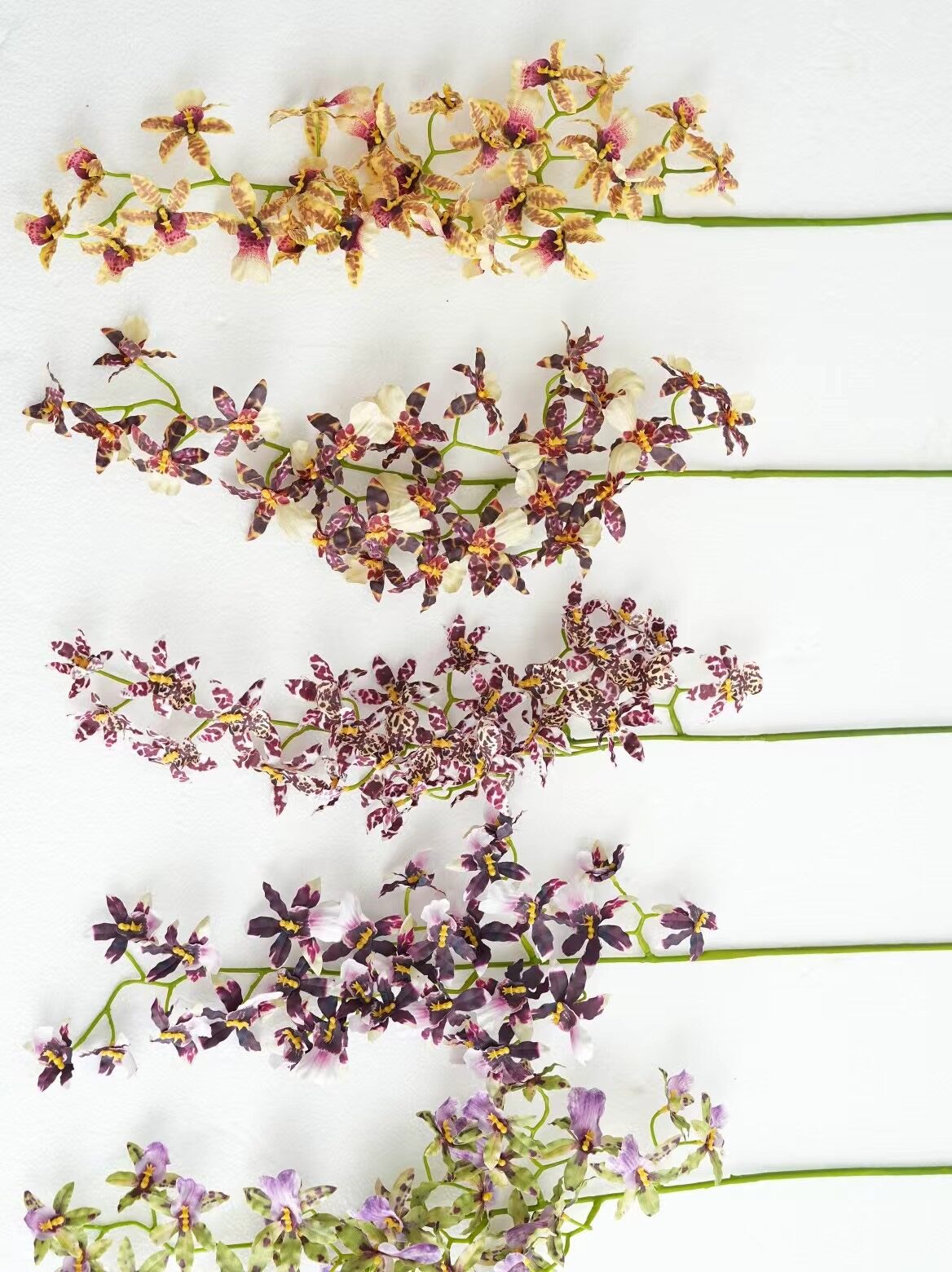 zygopetalum