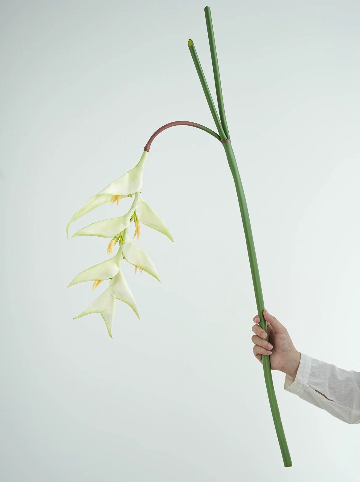 heliconia rostrata