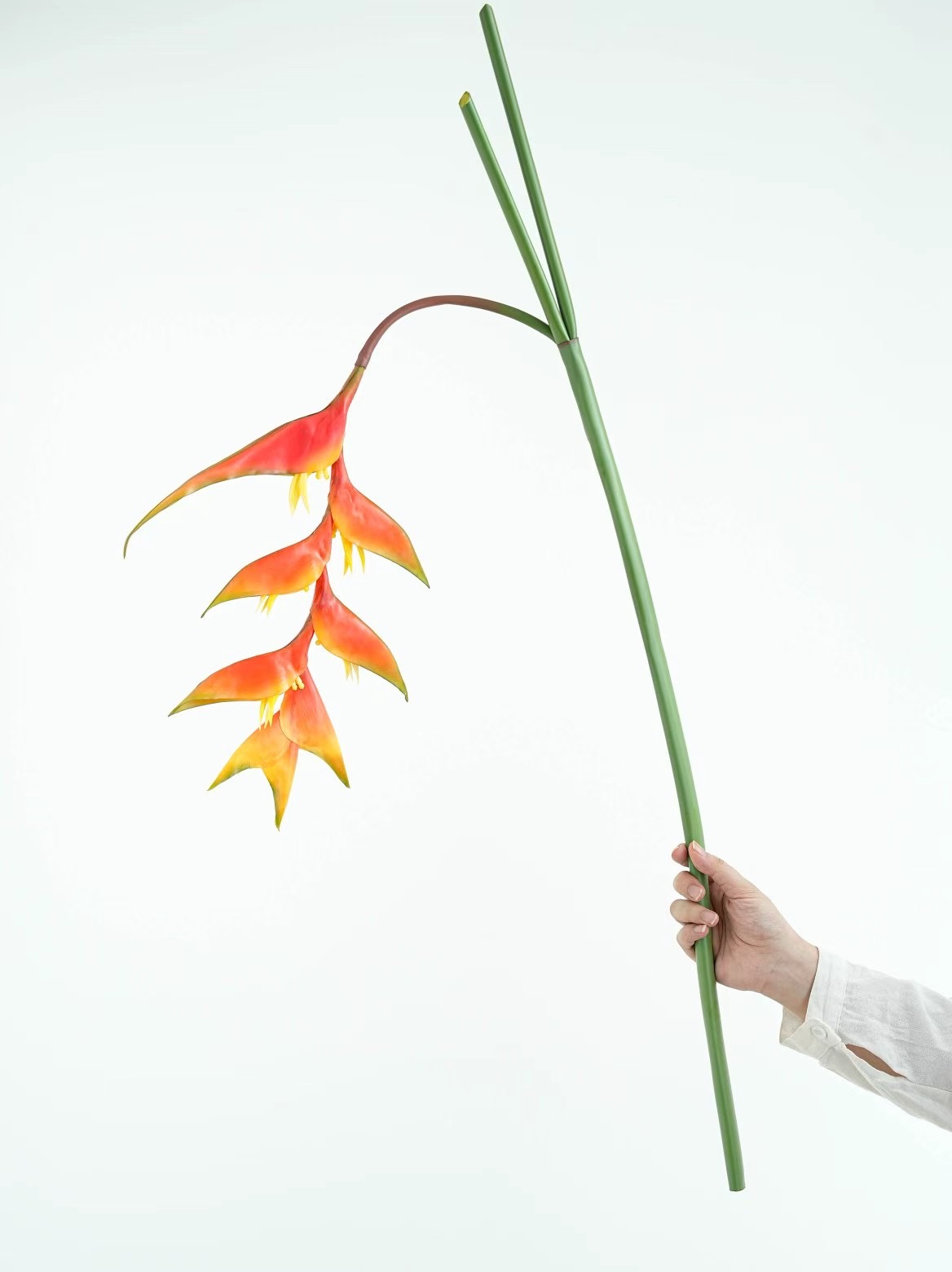 heliconia rostrata