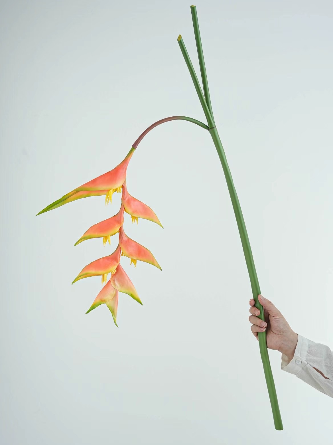 heliconia rostrata