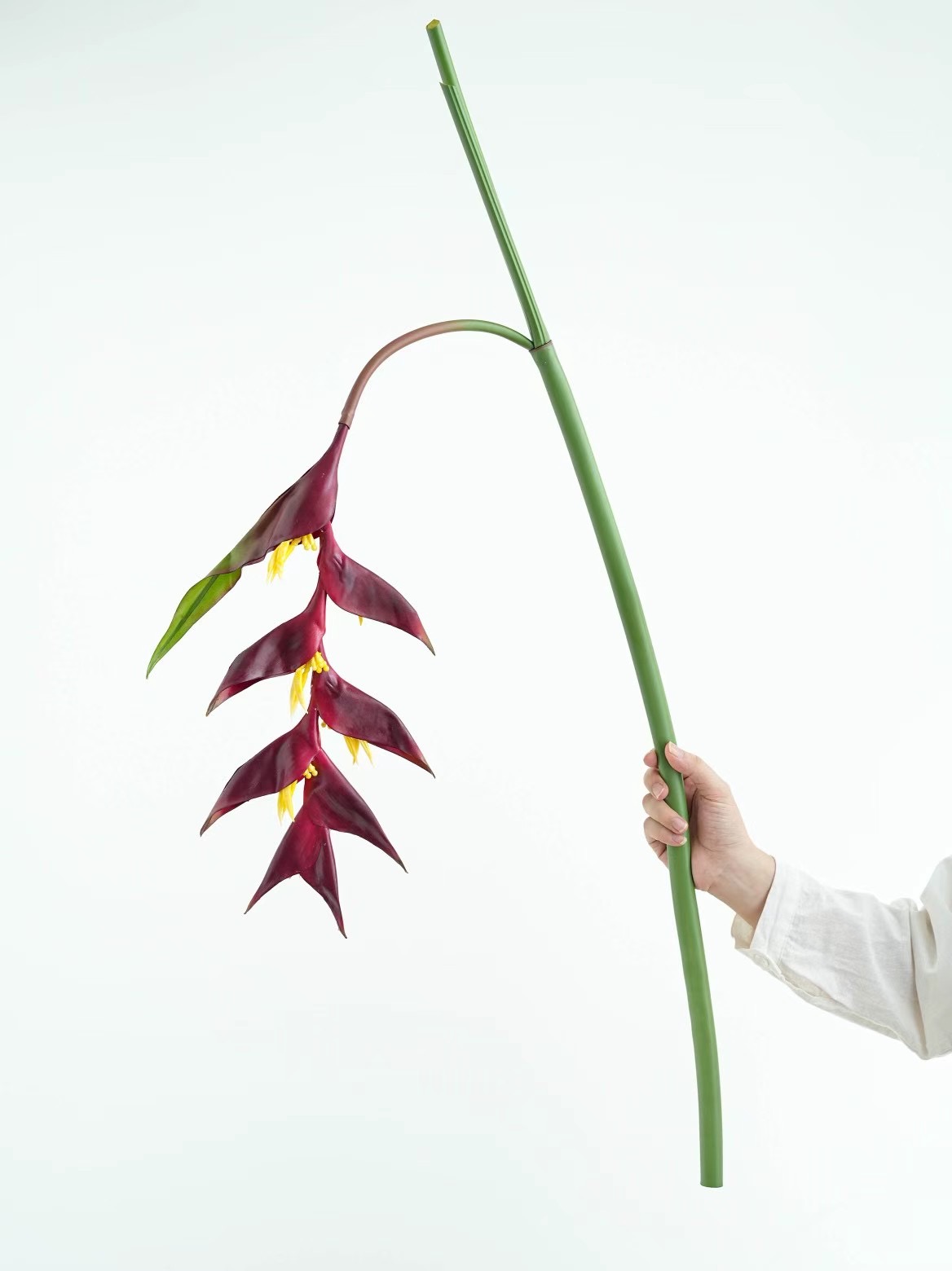 heliconia rostrata