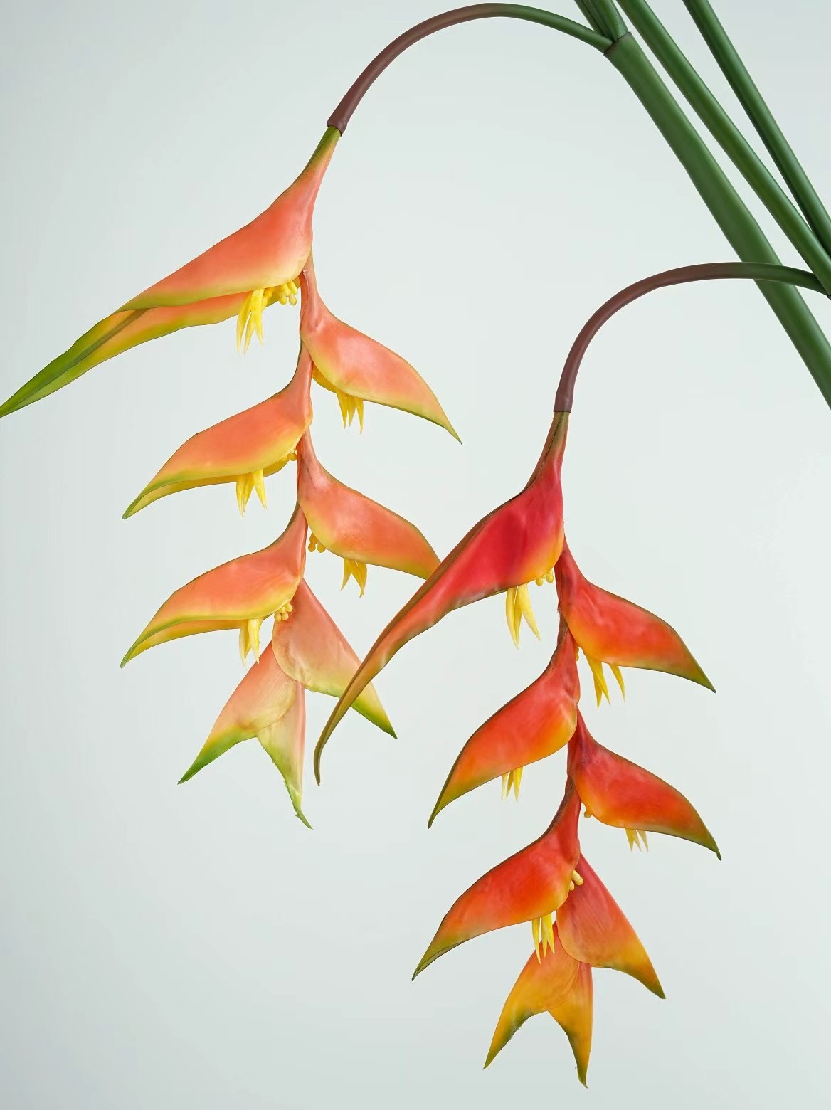heliconia rostrata