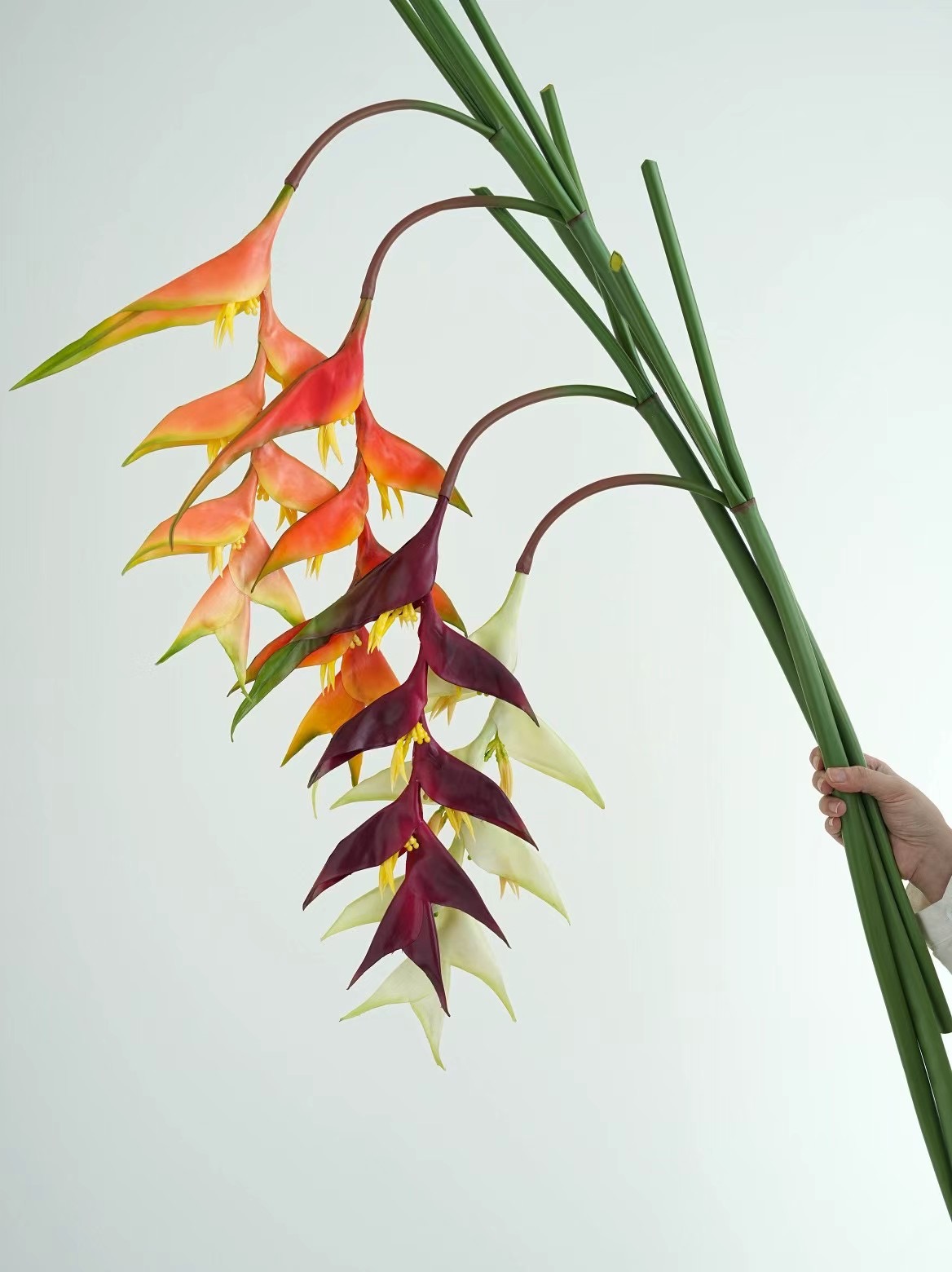 heliconia rostrata