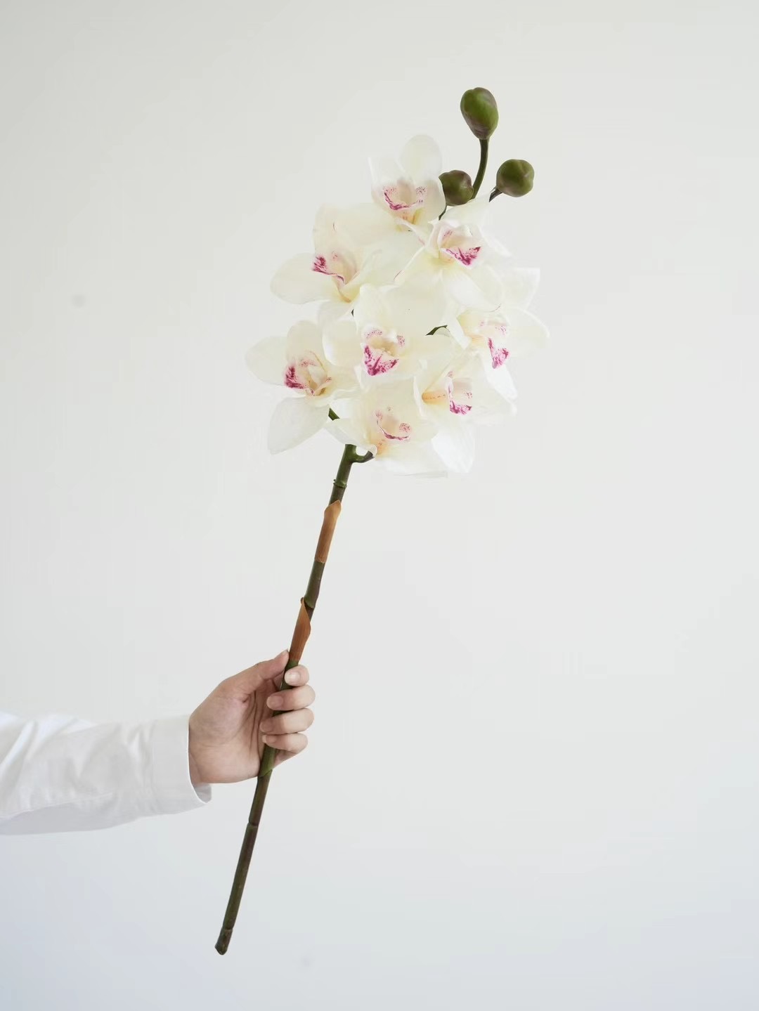 Cymbidium