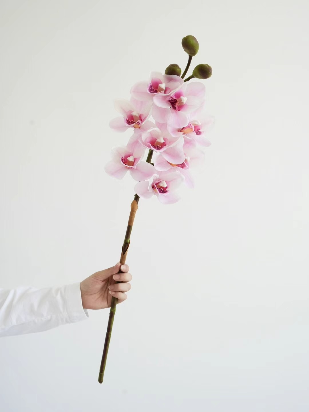 Cymbidium