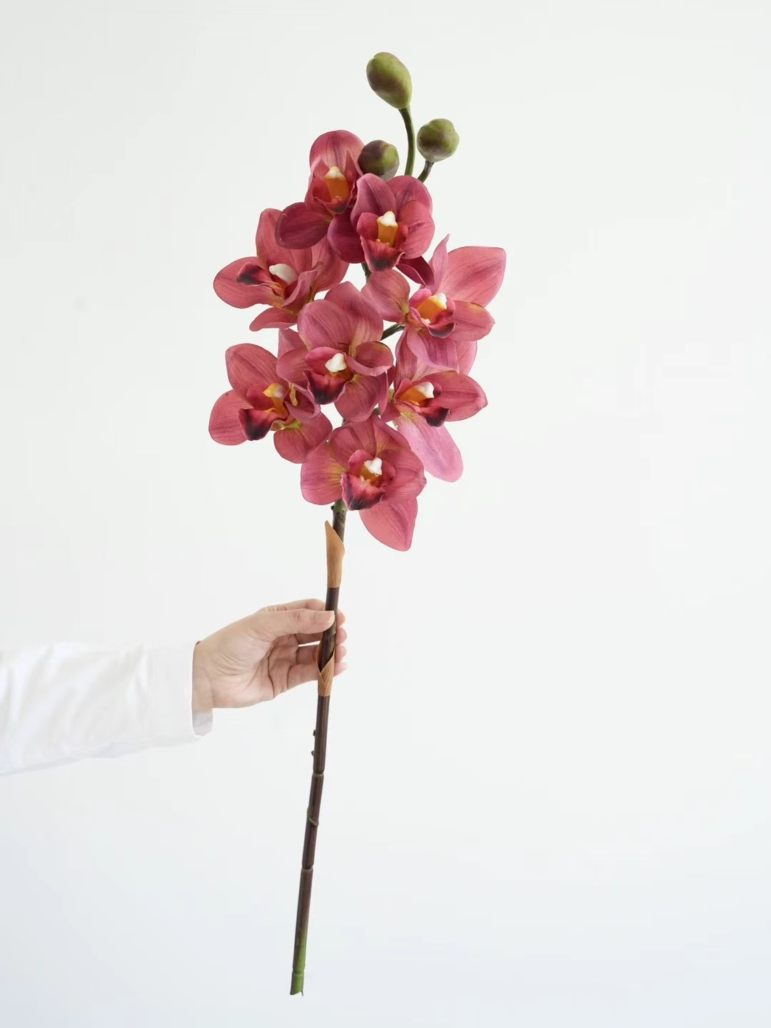 Cymbidium