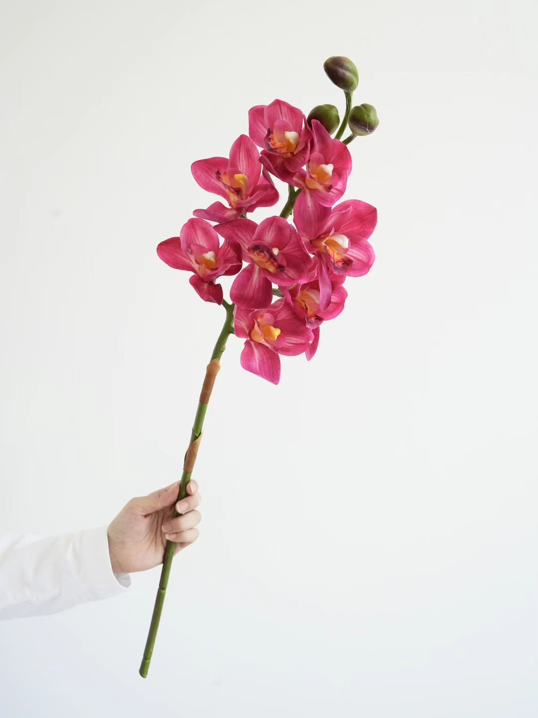 Cymbidium